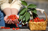 5月18日至6月16日，&ldquo;櫻桃之約&rdquo;邀你共赴！